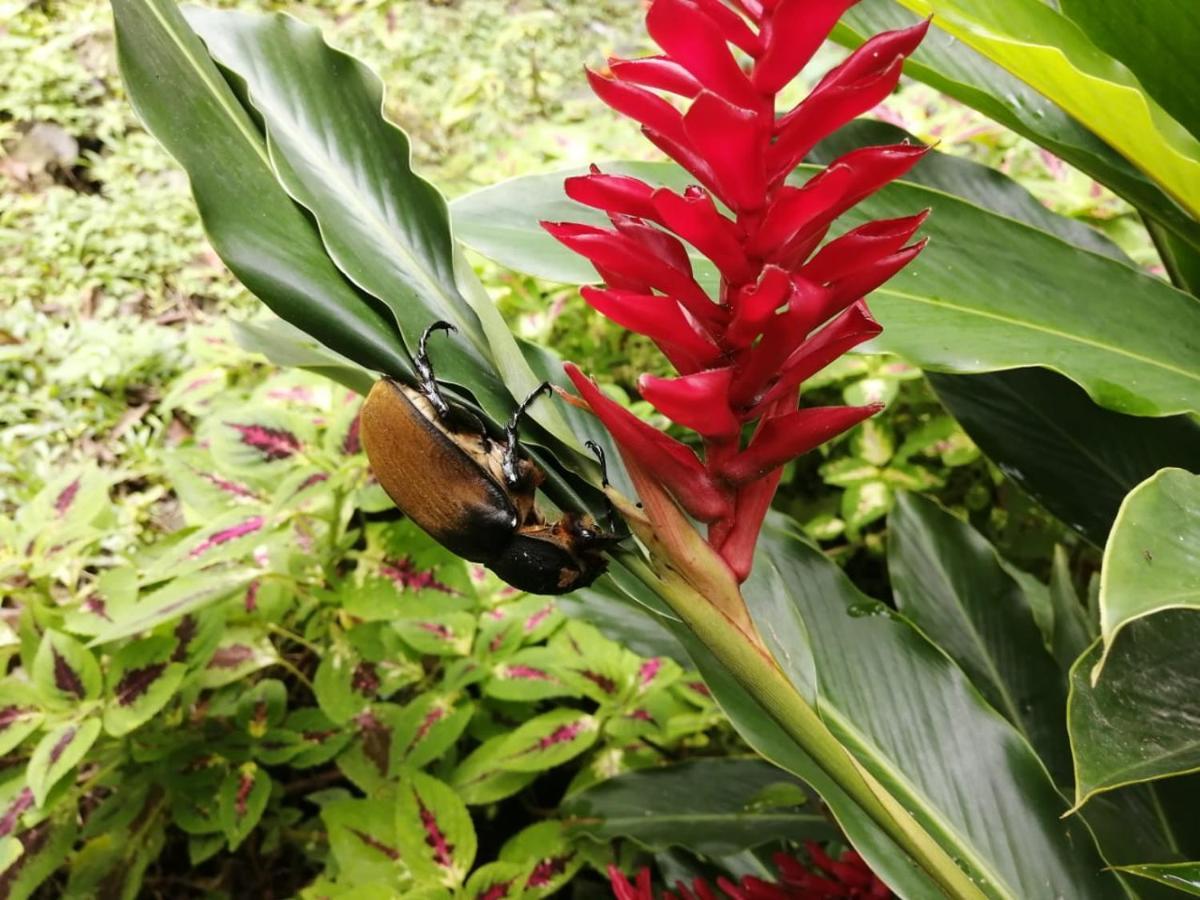 Cahuita Lodge Eksteriør bilde